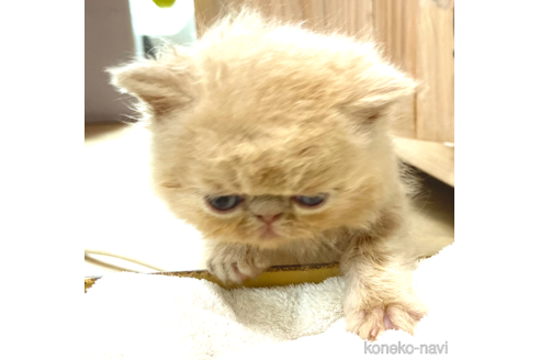 成約済の神奈川県のエキゾチックショートヘア-98095の6枚目